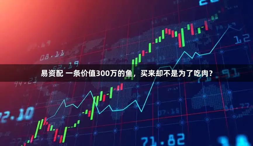 易资配 一条价值300万的鱼，买来却不是为了吃肉？